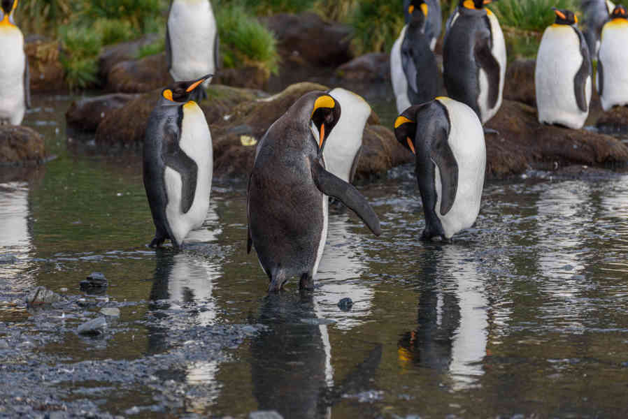 Pingüino Rey - islas Georgias del Sur 071.jpg